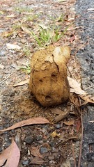 Pisolithus marmoratus