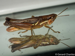 Spathosternum prasiniferum