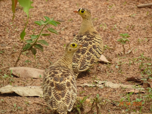 Four-banded Sandgrouse
