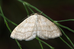 Scopula ternata