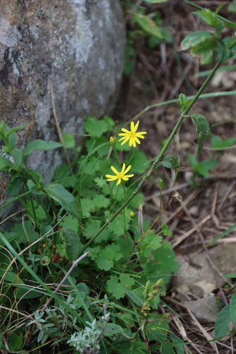 Cineraria lobata, photograph 1