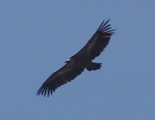 Avistamiento Buitre leonado