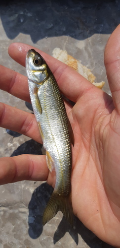 South-west European nase (Parachondrostoma toxostoma) — Cyprinidae