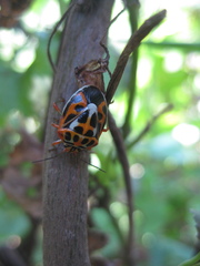 Antestiopsis anchora