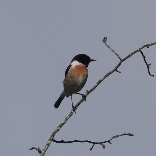 Avistamiento Saxicola rubicola