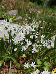 Allium pendulinum, photograph (c) Francesco Santoro, some rights reserved (CC BY)