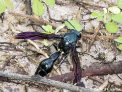 Pseudozumia