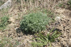 Artemisia taurica