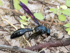 Pseudozumia