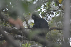 Semnopithecus johnii