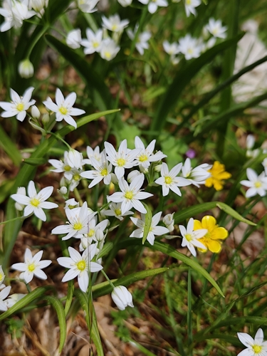Allium pendulinum, photograph 3