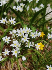 Allium pendulinum, photograph (c) Francesco Santoro, some rights reserved (CC BY)