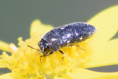 Acmaeodera neglecta