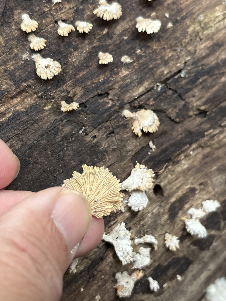 splitgill mushroom · May 2026 · photo: Photo: (c) Sam Kieschnick, some rights reserved (CC BY) · iNaturalist