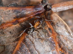 Liometopum microcephalum