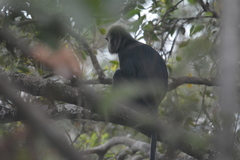 Semnopithecus johnii