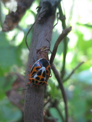 Antestiopsis anchora