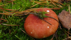 Russula paludosa
