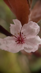 Prunus cerasifera pissardii