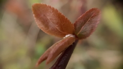 Prunus cerasifera pissardii