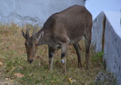 Nilgiritragus hylocrius