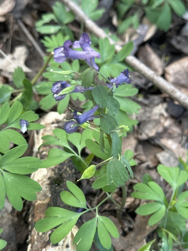 Наблюдение на iNaturalist