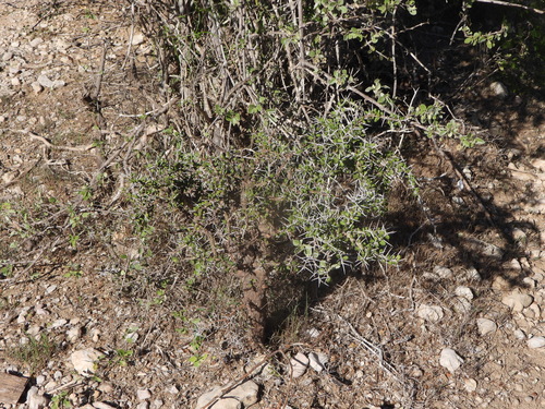 Alluaudia comosa, photograph 4