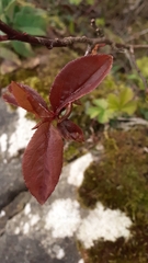 Prunus cerasifera pissardii