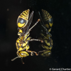 Ropalidia ornaticeps