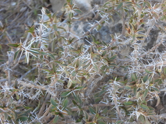 Alluaudia comosa, photograph (c) amantedarmanin, some rights reserved (CC BY)