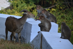 Nilgiritragus hylocrius