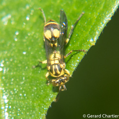 Ropalidia ornaticeps