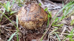 Pisolithus marmoratus