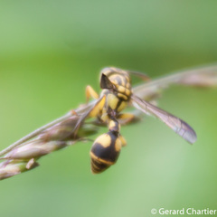 Ropalidia ornaticeps