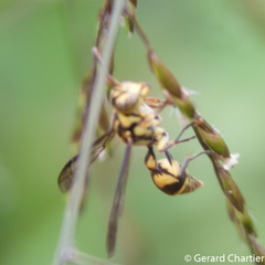 Ropalidia ornaticeps