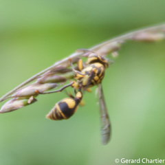 Ropalidia ornaticeps