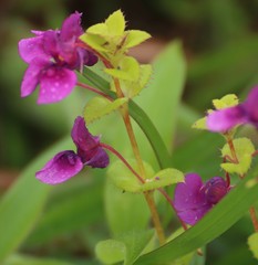 Impatiens lawii