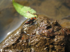Paederus littoralis
