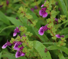 Impatiens lawii