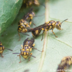 Ropalidia ornaticeps