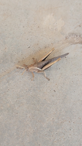 Abracris flavolineata