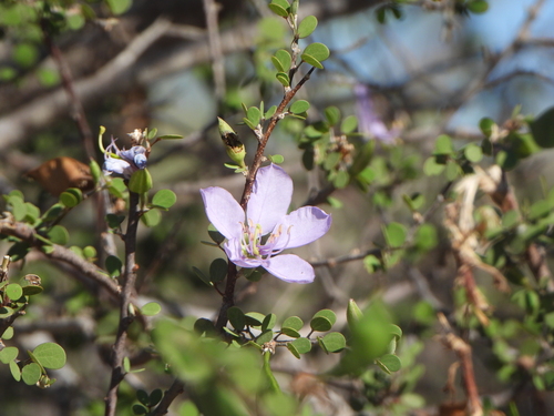 Bauhinia grandidieri, photograph 6