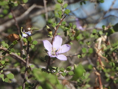 Bauhinia grandidieri, photograph (c) amantedarmanin, some rights reserved (CC BY)