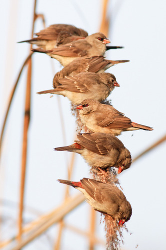 Bengali rouge