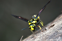 Pareumenes quadrispinosus