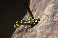 Pareumenes quadrispinosus