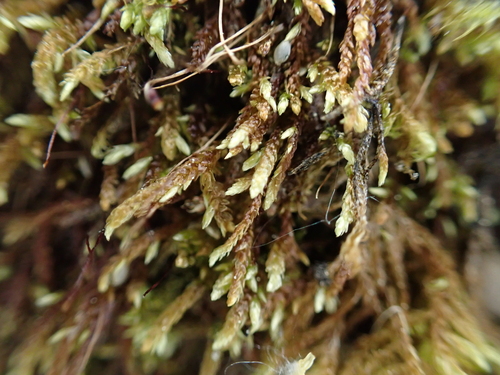 Rhynchostegium murale, 2026-04-24