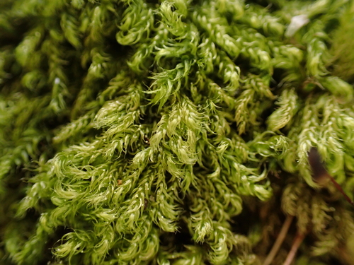 Brachytheciastrum velutinum, 2026-04-24