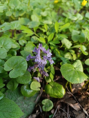 Наблюдение на iNaturalist