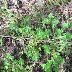 Alchemilla arvensis